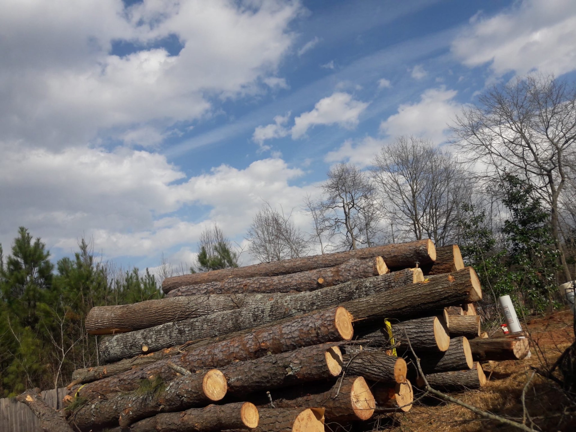 Tree Removal