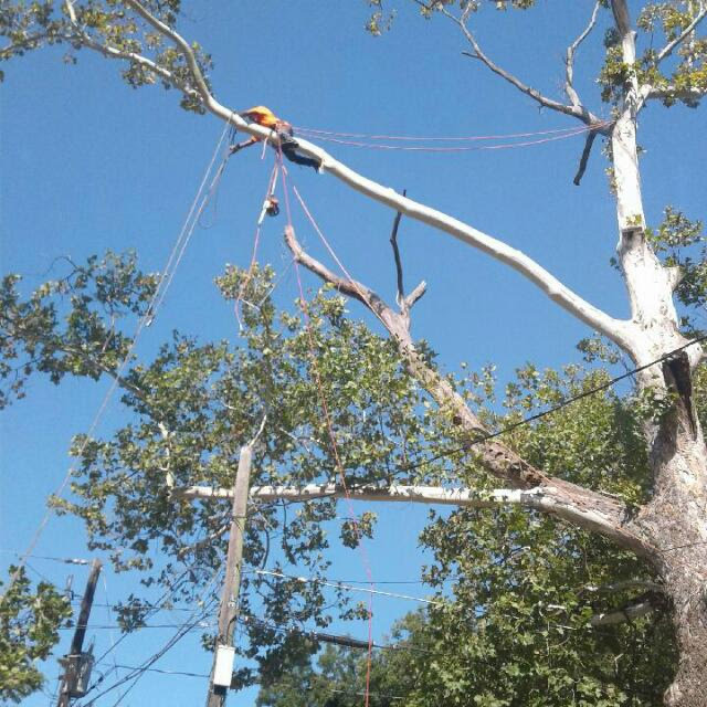 Tree Trimming